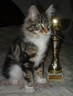 Evike serleg2